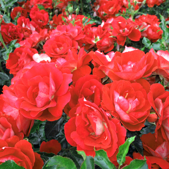 ‘Caracho’
