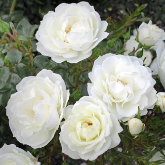 ‘White Angel’