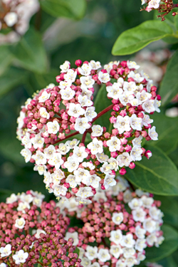 Schneball 'Shades of Pink'