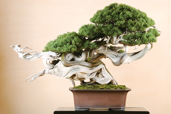 Chinesicher Wacholder Bonsai