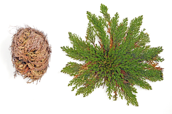 Unechte Rose von Jericho