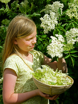 Wildobst im Garten