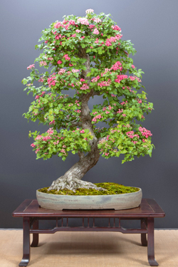 Weißdorn-Bonsai