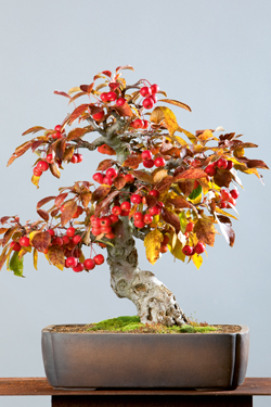 Bonsai-Gestaltung braucht Zeit und Geduld
