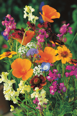 Gemüsebeet mit Sommerblumen