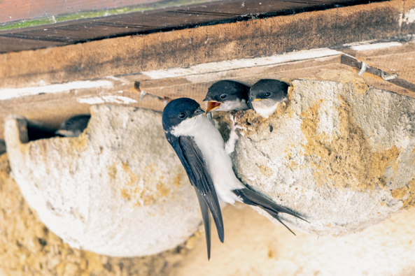 Schwalben im Vogelnest