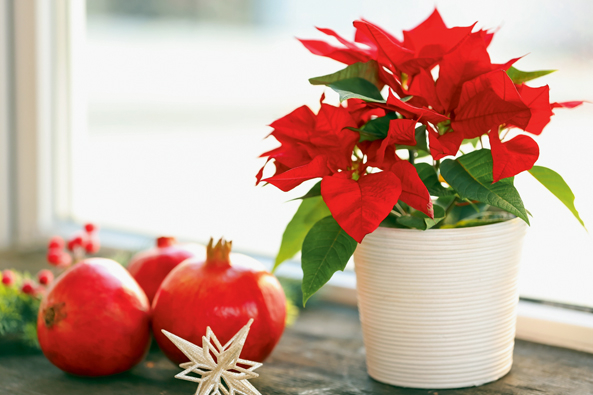 Winterlicher Blickfang - der Weihnachtsstern