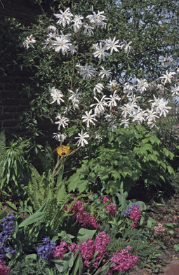 Sternmagnolie