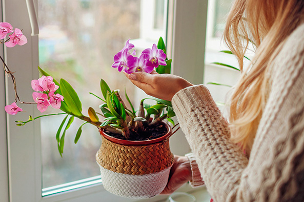 Orchideen zum Blühen anregen