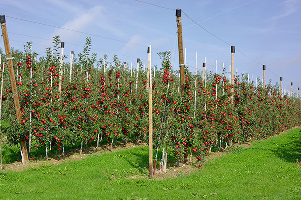 Spindeln auf Obstplantage