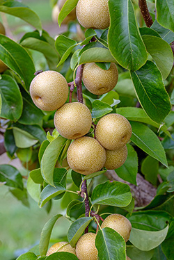 Apfel Spindelbaum
