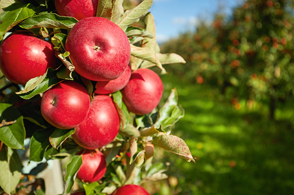 Äpfel auf Spindelbaum