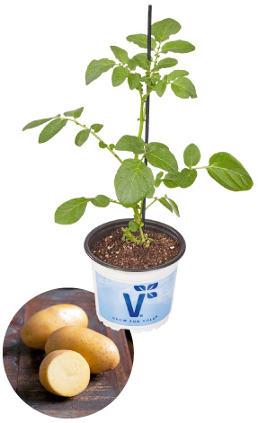 Kartoffel ‘Adessa®’
