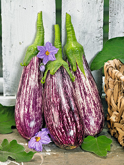 Aubergine ‘Lucilla’ F1