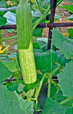 Gurkenmelon ‘Tortarello Abruzzese’