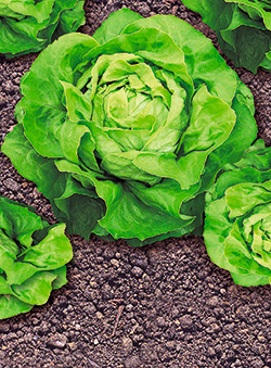Winterkopfsalat ‘Nansen’s Noordpool’