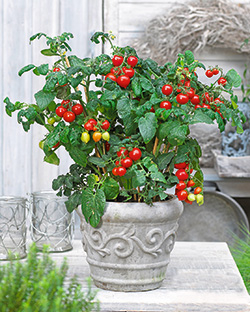 Topftomate ‘Heartbreaker Vita®’ F1