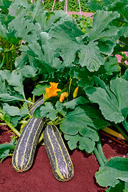 Zucchini ‘Tiger Cross’ F1