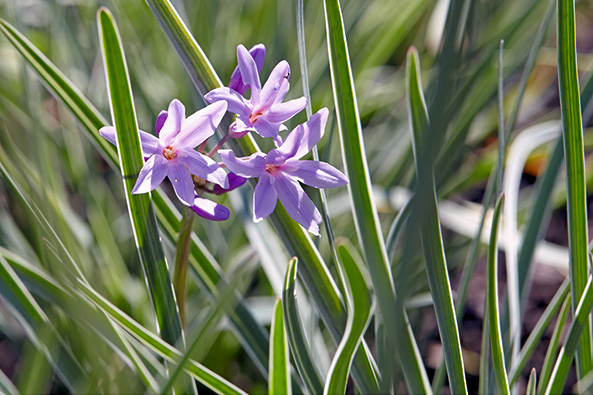 Zimmerknoblauch Tulbaghia violacea
