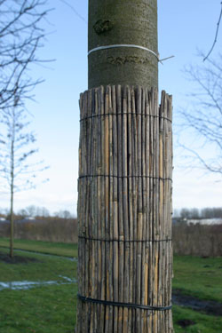 Stammschutzmatten aus Schilfrohr