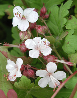 Balkan-Storchschnabel ‘Spessart’