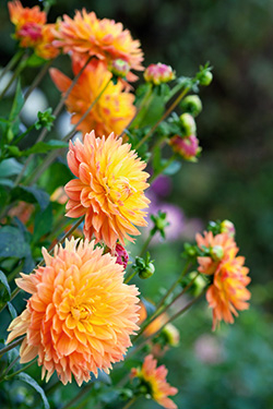 Dahlien Blumen