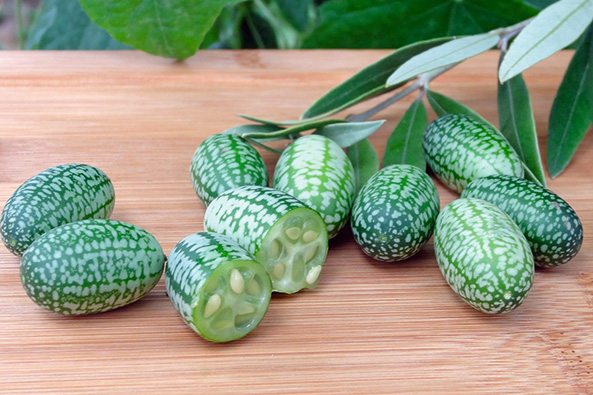 Olivengurke ‘Solana’