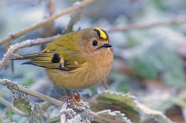Wintergoldhähnchen
