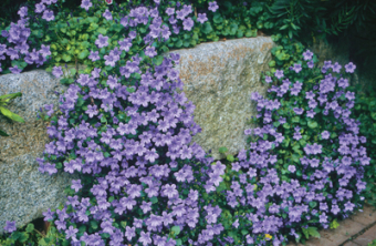 Dalmatiner Glockenblume