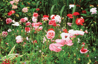 Saat­mi­schung Seidenmohn „Sperling‘s Engels Chor“
