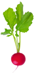 Radieschen