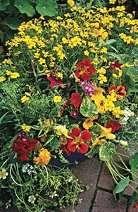 Stein­garten