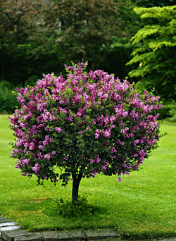 Zwergflieder ‘Palibin’