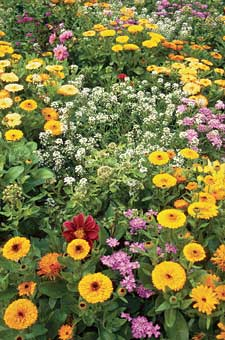 „Duftblumenmischung“