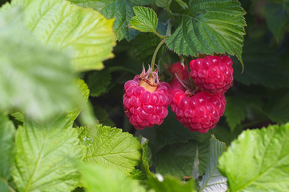 Tipps zur Pflege von Topf-Himbeeren