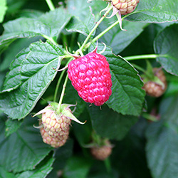 Topf-Himbeere