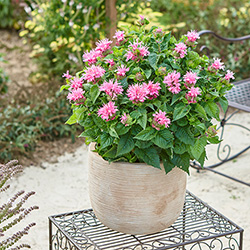 Monarda 'Melua Pink'