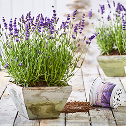 Lavendel Scents of Summer