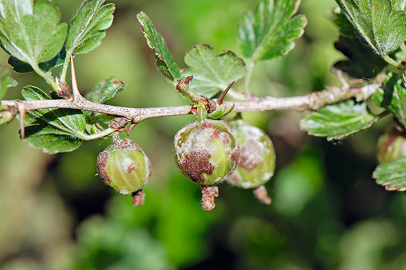 Mehltau an Stachelbeeren