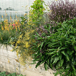 Bunt bepflanztes Hochbeet