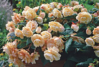 Ampelbegonie ‘Champagne’