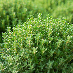 Kugel-Thymian 'Fredo'