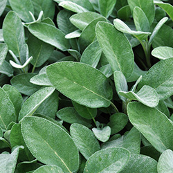 Silber-Salbei 'Culinaria'