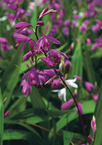 Japanorchidee