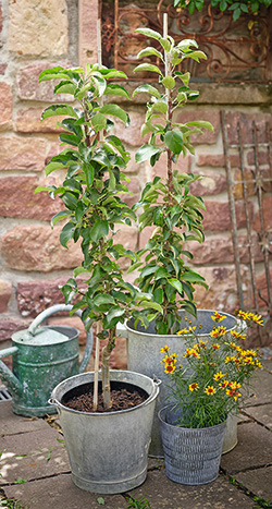 Gesunde Obstgehölze