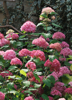 Hortensie ‘Bella Anna’
