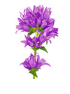 Glockenblumen für jede Ecke