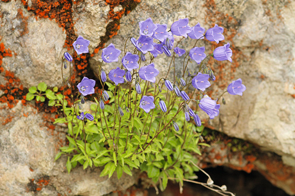 Zwerg-Glockenblume