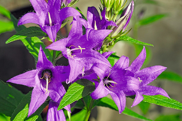 Nesselblättrige Glockenblume