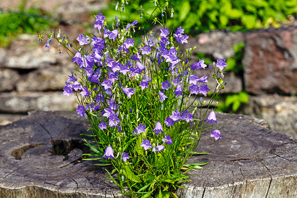 Rundblättrige Glockenblume